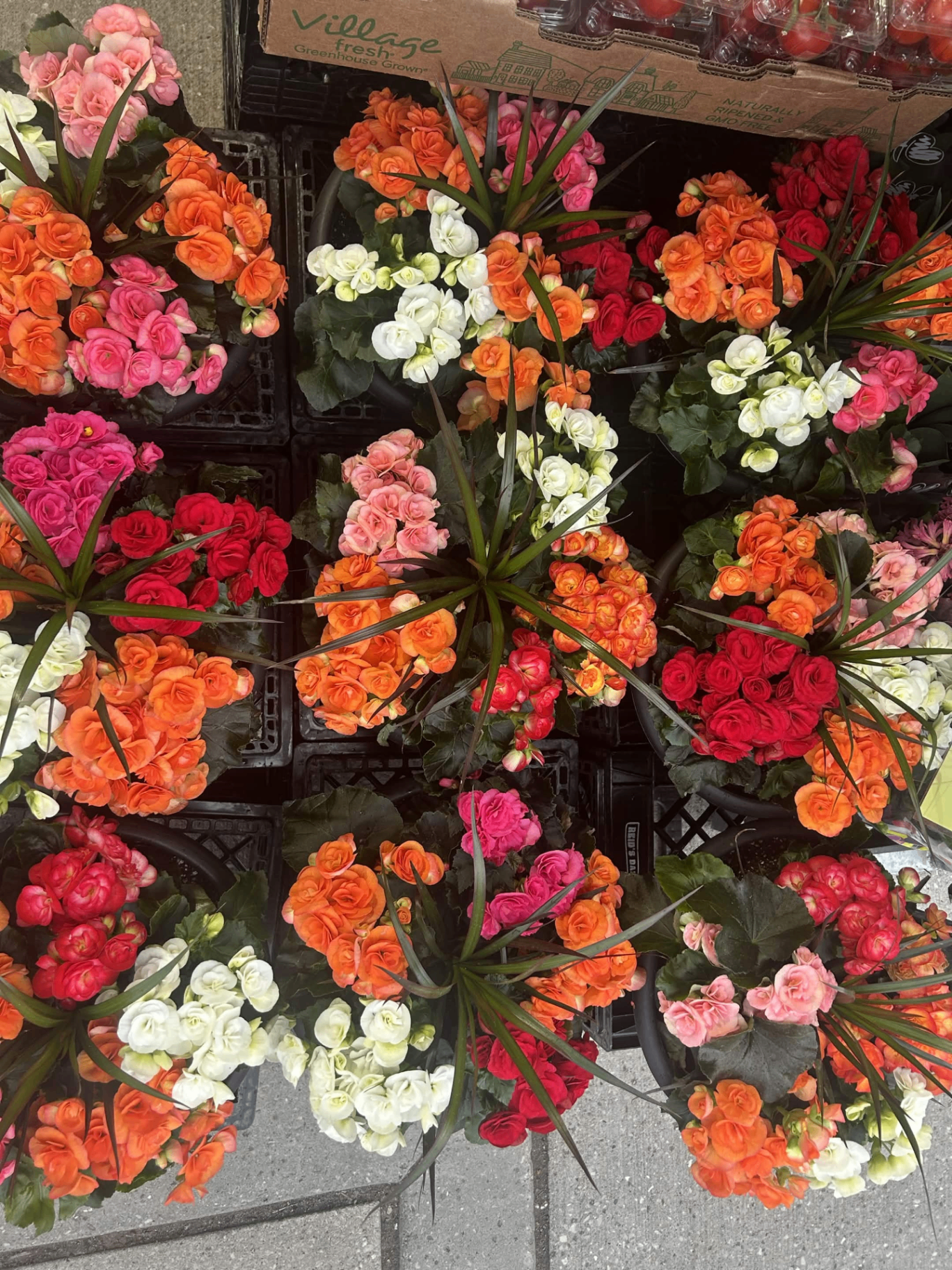 Colourful begonias and potted flowers outside Fruitland Market